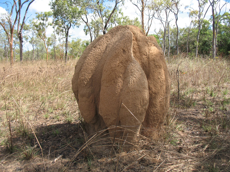 Lakefield National Park - Walkabout